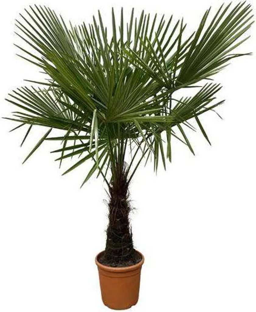 Palmier chanvre de 180 cm facile d'entretien pour votre terrasse