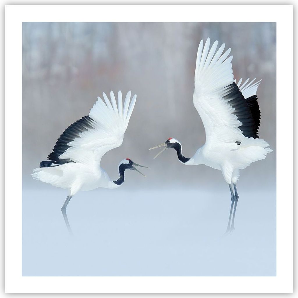 Poster - Poster ohne Rahmen - Kraniche kämpfen tanzen - 60x60 cm - Wand Bild - Wanddeko - Wandbilder - Kunstposter - Wandposter - Bilder - Kunstdr...