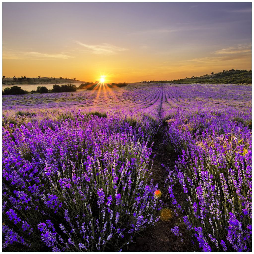 Wallario Möbeldesign / Aufkleber, geeignet für Ikea Lack Tisch - Sonnenuntergang über dem Lavendel in 55 x 55 cm