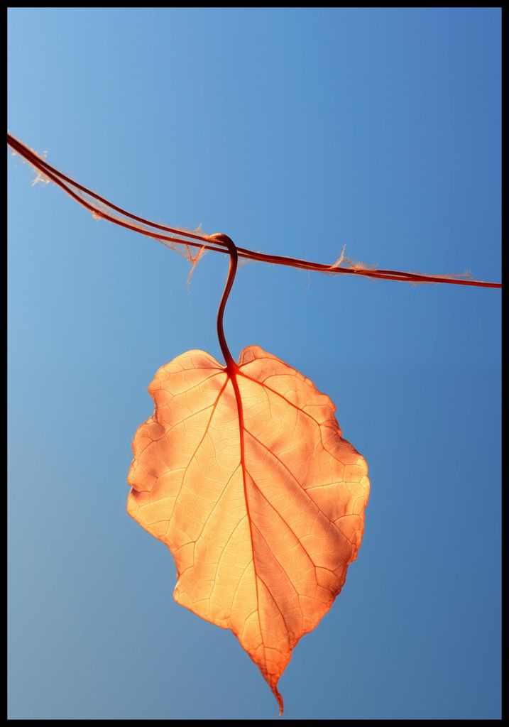 Plakat 68x98cm Letztes Blatt