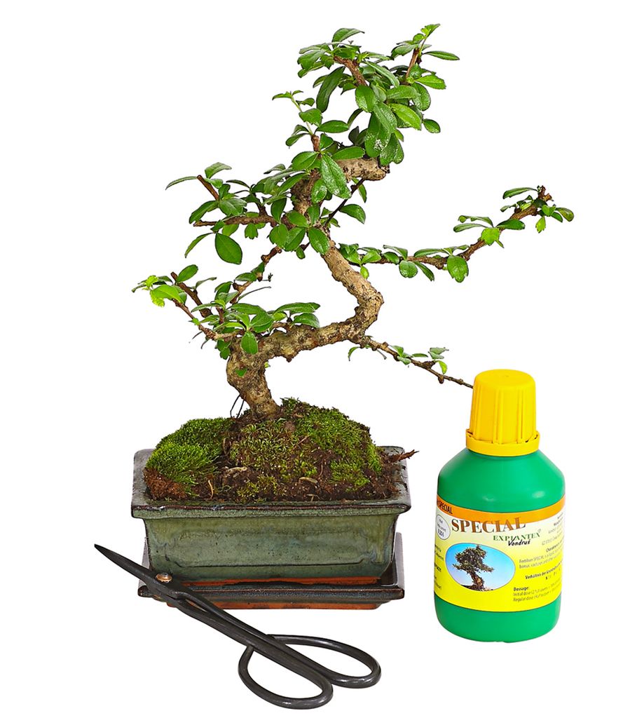 Dehner Bonsai Fukientee AnfängerSet, Carmona Kaufland.de