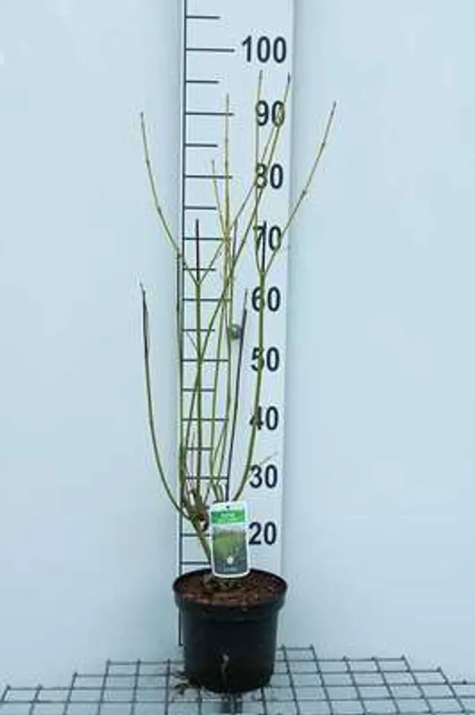 Cornus stolonifera Flaviramea - Cornouiller 60-80 cm en conteneur