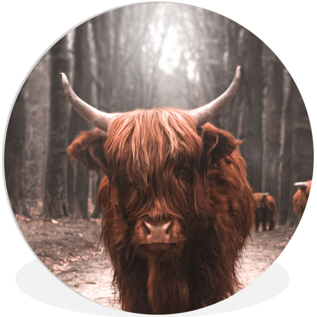 MuchoWow Rundes Wandbild - Runde Bilder Schottischer Hochländer - Wald - Kuh - Tiere - Natur Ø 30 cm Kreis Wanddekoration Kunststoff - Wandkrei...