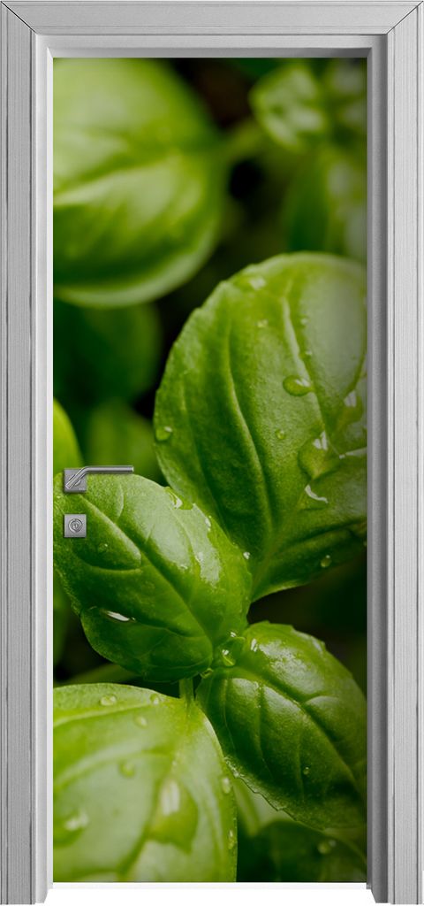 Tür Selbstklebende 80x210 cm Türfolie Türtapete Klebefolie - Genovese Basilikum Blätter