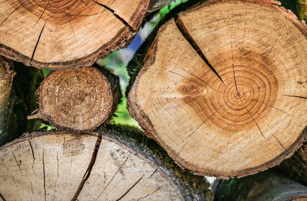 hansepuzzle 46645 - Baumstämme Puzzle, 500 Teile, Natur, 46,0 x 30,0cm mit hochwertiger Aufbewahrung, Kartonbox und wiederverschließbarem Beutel