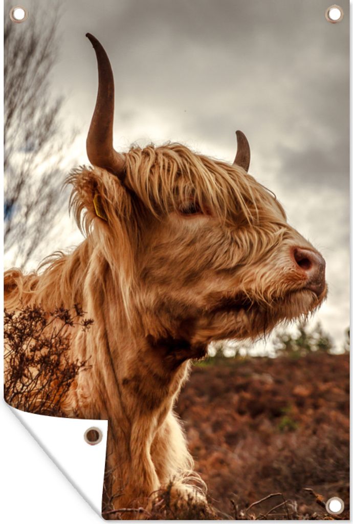 MuchoWow 60x90 cm Outdoor-Poster Gartendeko Sichtschutz Garten Poster für den Garten Scottish Highlander - Strauch - Heidekraut
