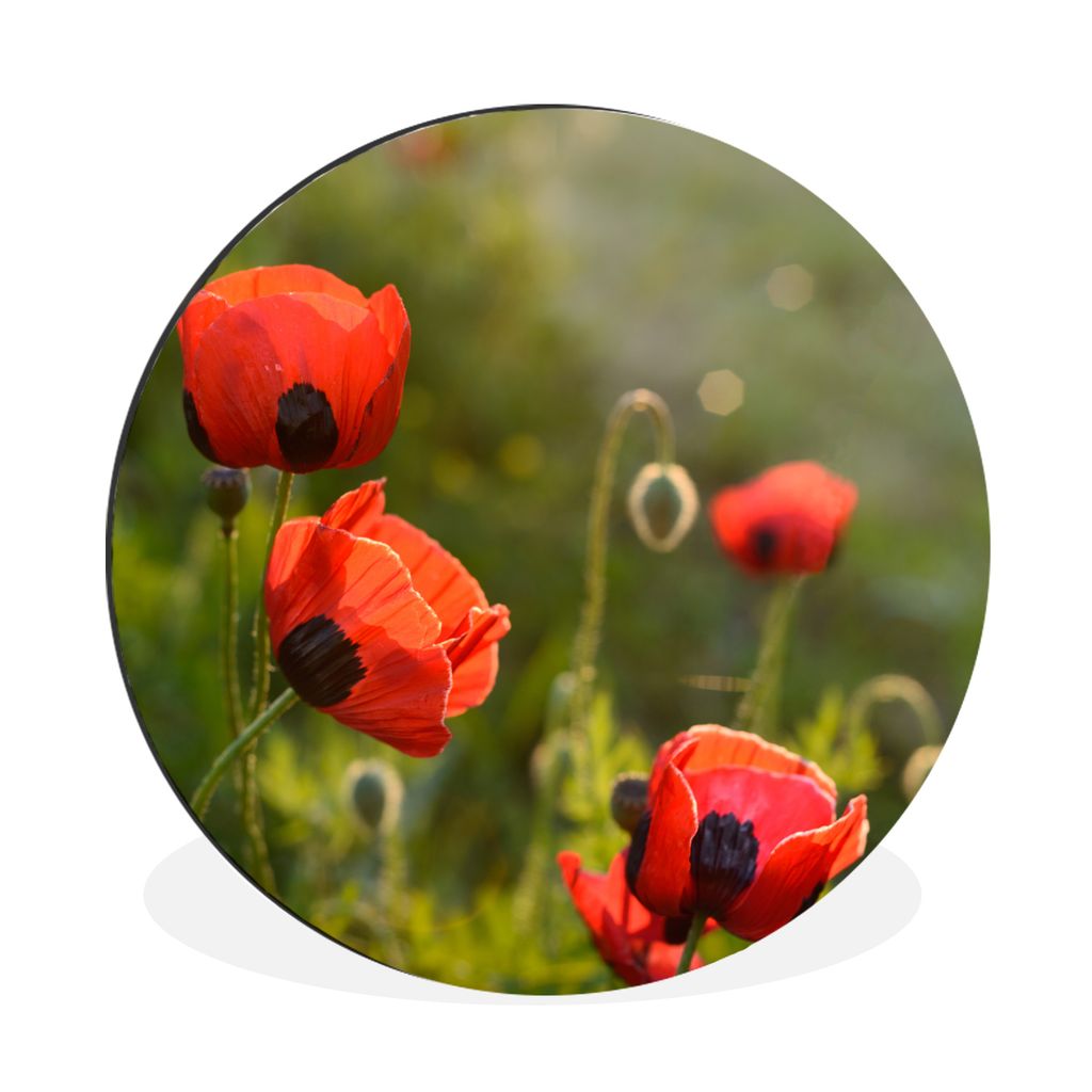 MuchoWow Aluminium Wandkreis Mohnblumen bei Sonnenuntergang Ø 90 cm Wanddeko Modern Wohnzimmer - Mauerkreis - Wandbilder - Runde Bild - Bild aus...