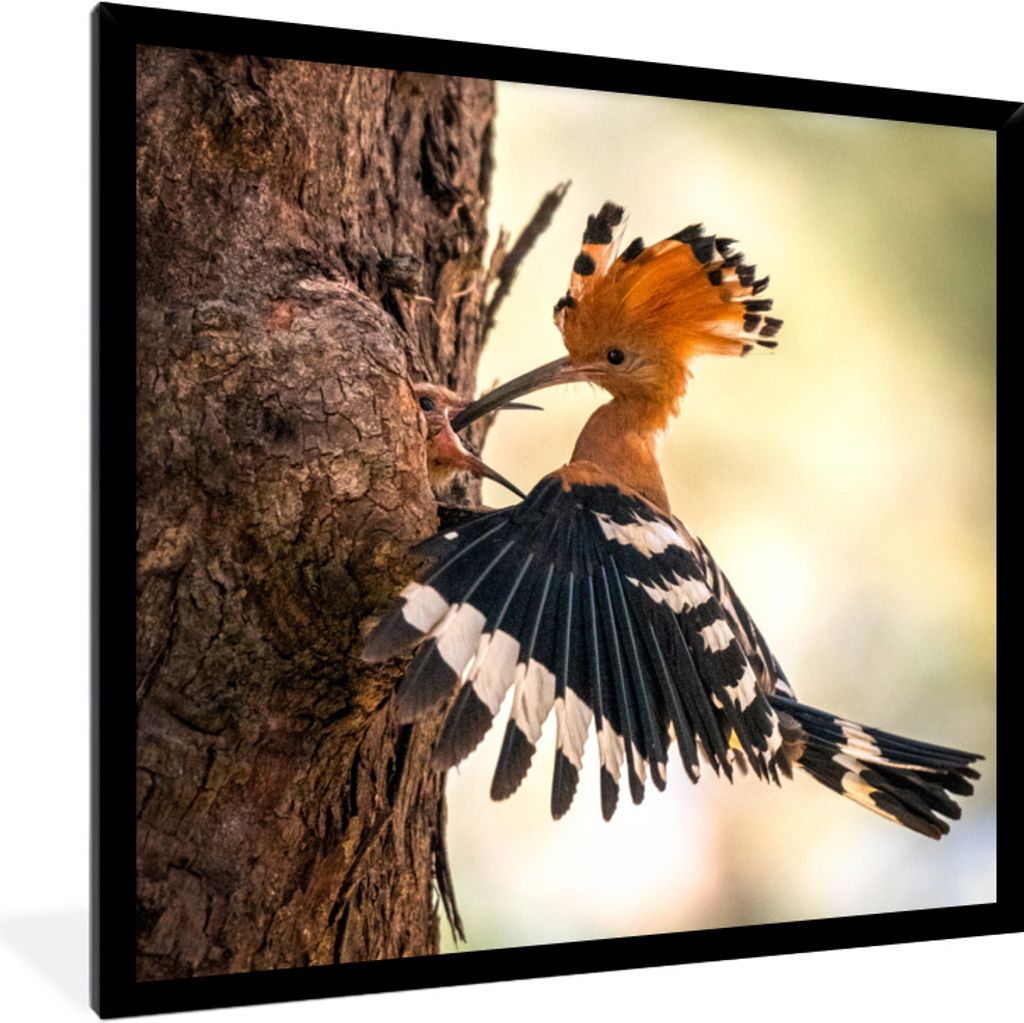 MuchoWow Gerahmtes Poster Vogel - Baum - Wald 40x40 cm - Poster mit Schwarzem Bilderrahmen Wandposter Rahmen Foto Bilder - Mit Rahmen - Wanddekor...