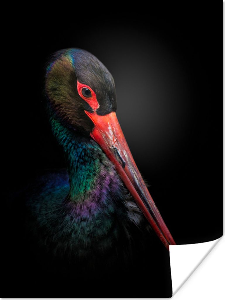 MuchoWow Poster Nahaufnahme Storch vor schwarzem Hintergrund 90x120 cm - Wohnzimmer