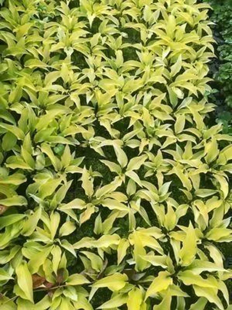 Hosta hybr. Fire Island en lot de 6 plantes vivaces en pots de 9cm