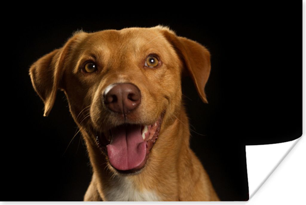 MuchoWow Poster Hund - Haustiere - Porträt 90x60 cm - Schlafzimmer