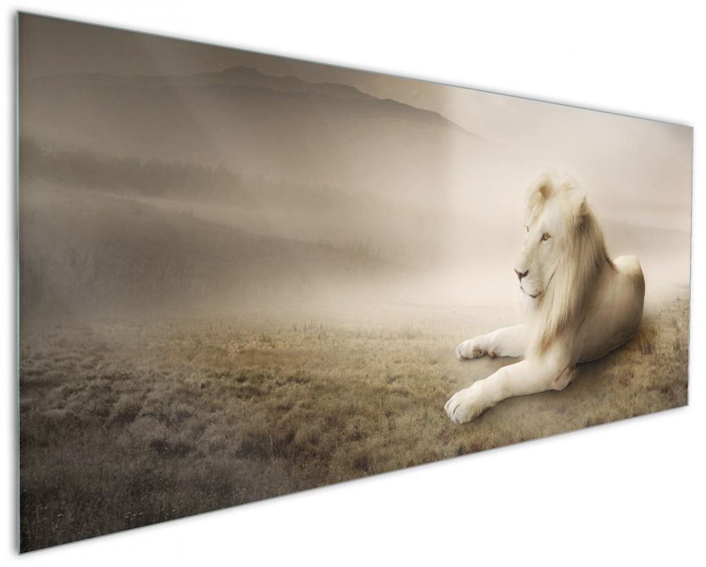 Wallario Küchenrückwand aus Glas, Größe: 125 x 50 cm, Motiv: Stattlicher ruhender Löwe in Afrika in Sepiafarben | Spritzschutz | abwischbar | ...