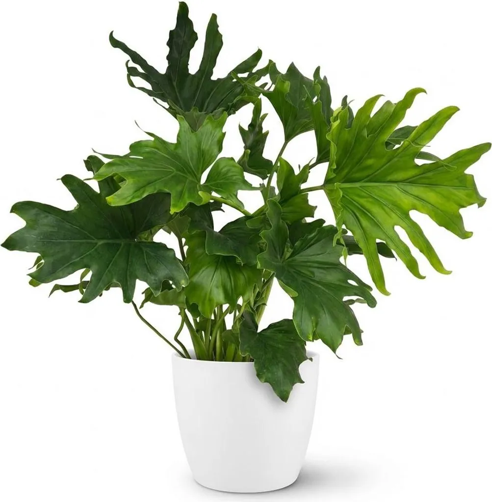 Philodendron Lickety Split pour Décoration Salon - Plante Verte 70cm