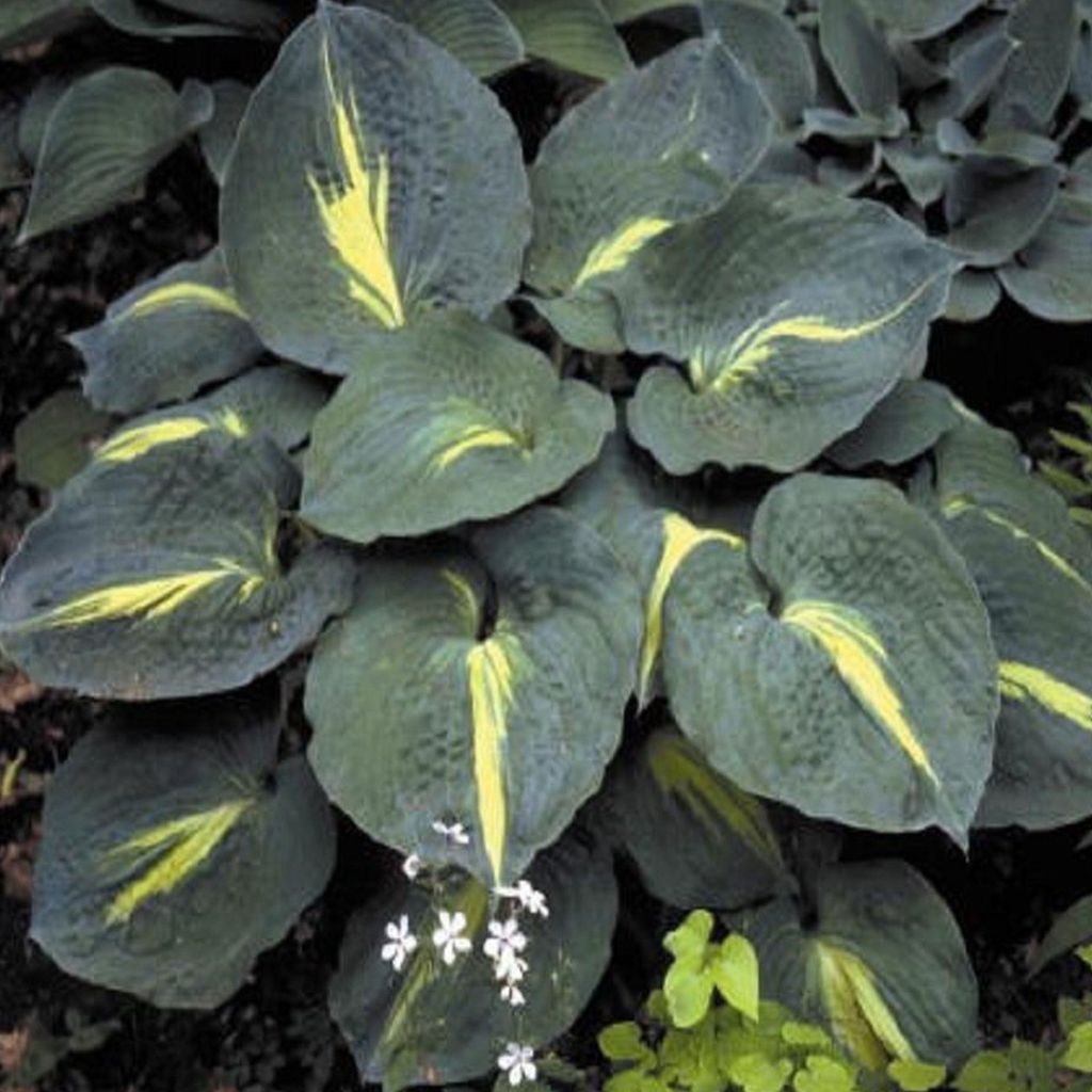 Hosta Funkia Thunderbolt 1 szt Sadzonka Sadzonki Hosty Zdjęcie produktu 