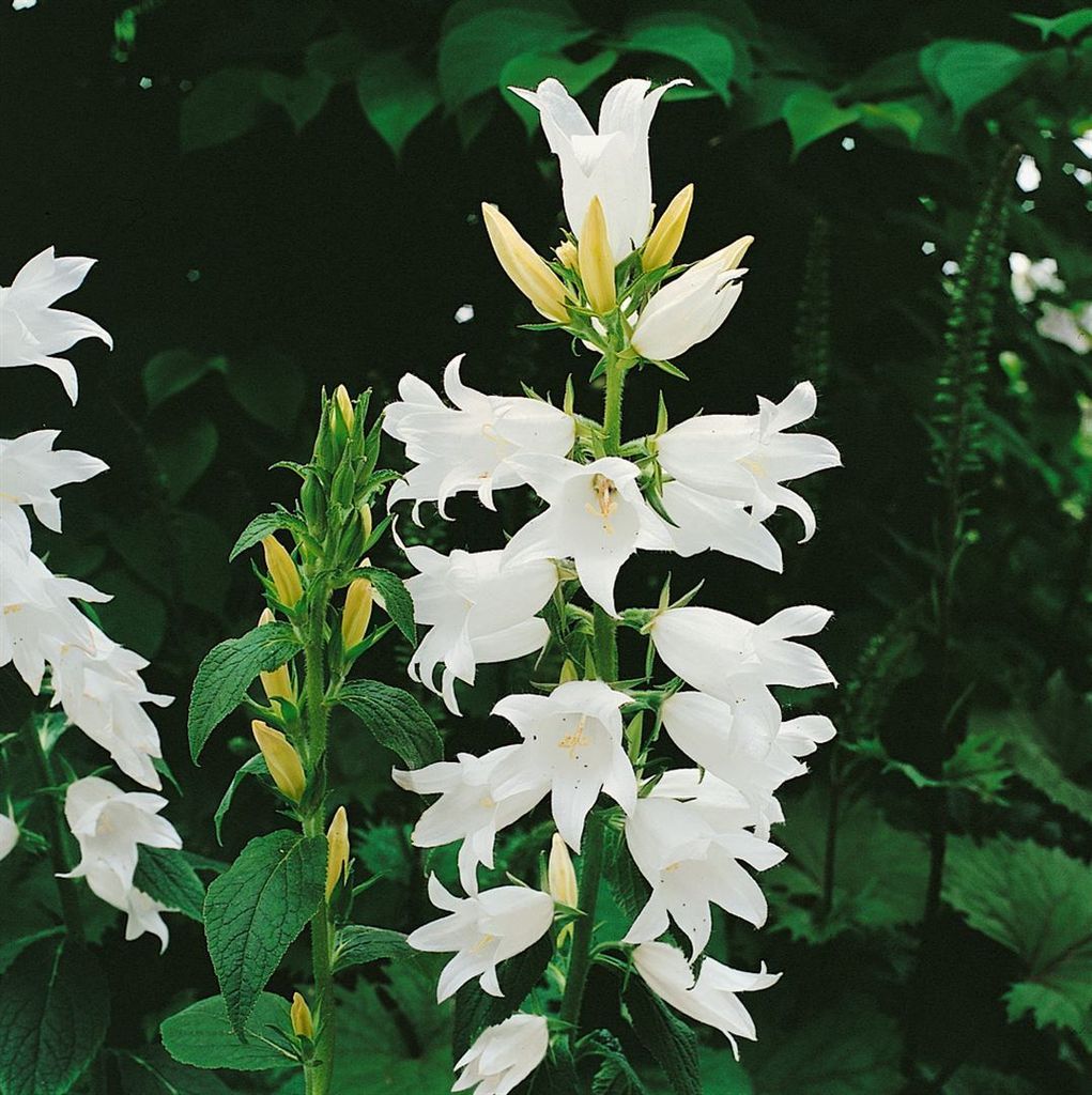Campanula latifolia var.macrantha 'Alba', weiß, ca. 9x9 cm Topf