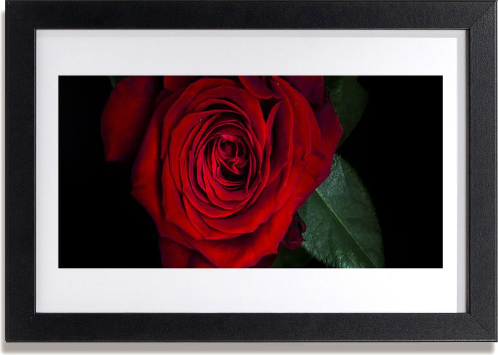 Bild 30x20 MDF-Rahmen Wandkunst Rose auf Wand