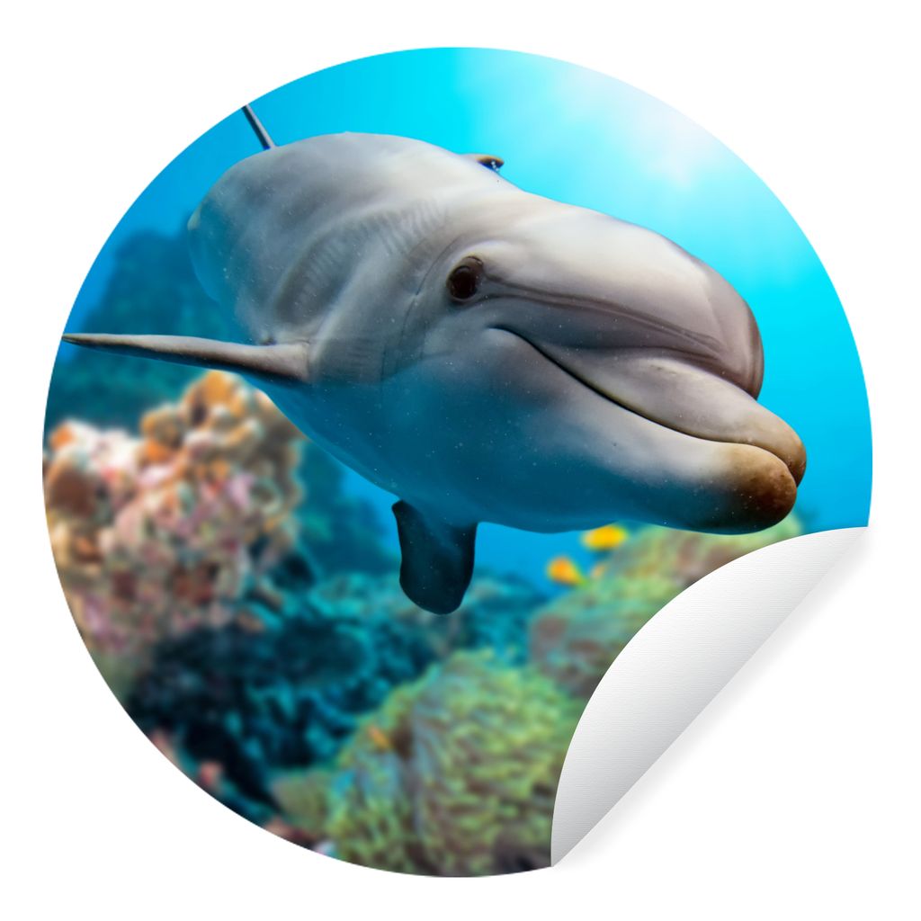 MuchoWow Runde Wandtattoo - Wandsticker Tapete Aufkleber Delfin - Meer - Koralle Ø 30 cm Selbstklebend und Repositionierbar - Wandaufkleber - Kr...
