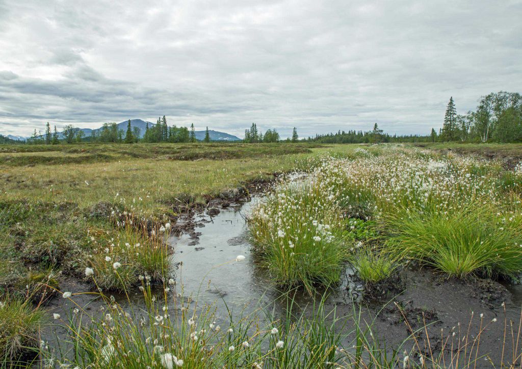 hansepuzzle 10213 - Bachlauf Puzzle, 260 Teile, Natur, 41,0 x 28,0cm mit hochwertiger Aufbewahrung, Kartonbox und wiederverschließbarem Beutel