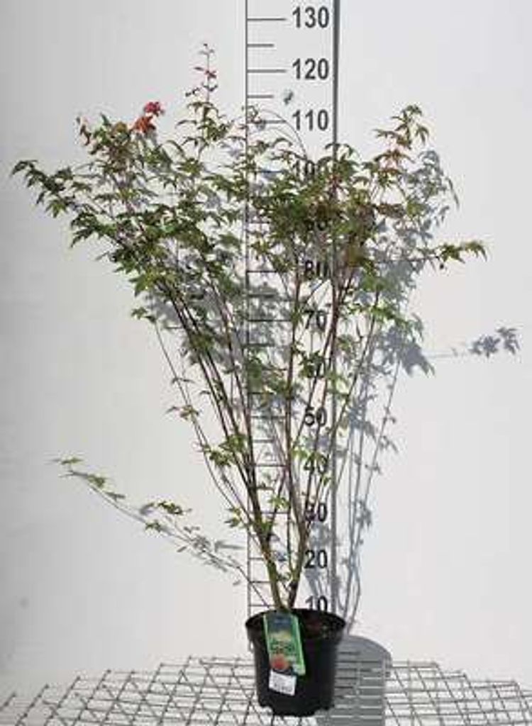 Acer palmatum - Japanischer Ahorn 60- 80 cm Container