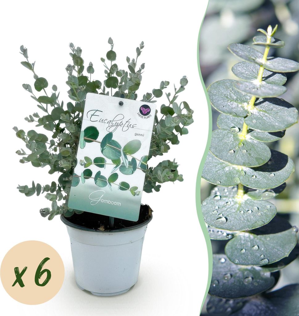 GreenboutiQ - Terrassenpflanze - Eukalyptusbaum - Eucalyptus gunnii - Grau - 6 Pflanzen - Winterhart - Topf 14cm Höhe 30cm