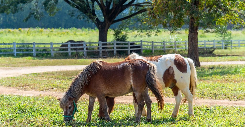mydays Pony Spaziergang Taufkirchen; Erlebnis verschenken oder selbst erleben; Gutschein für 1 Person(en)