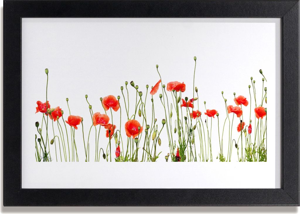 Bild 30x20 MDF-Rahmen Wandkunst Die Pflanze Mohn Natur