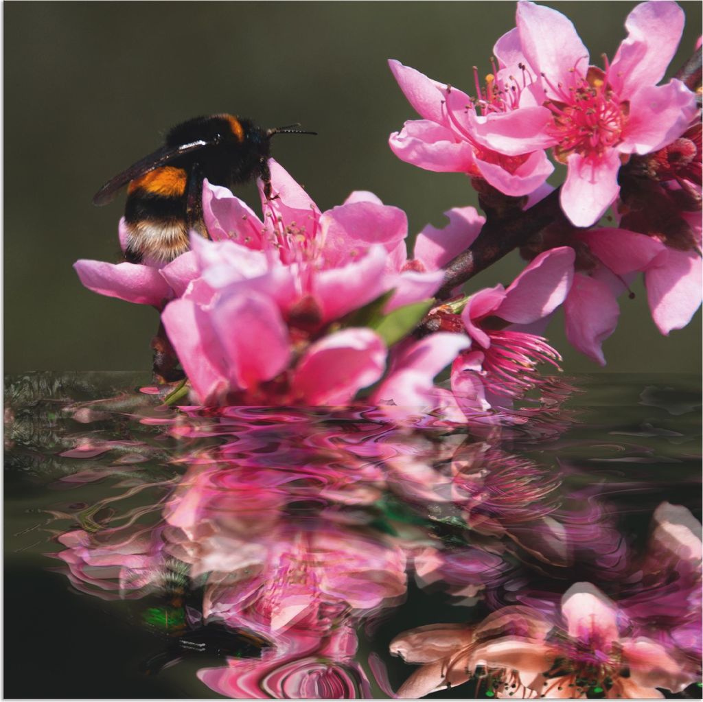 ARTland Wandbild Alu für Innen & Outdoor Pfirsichblüte mit Hummel Größe: 70x70 cm