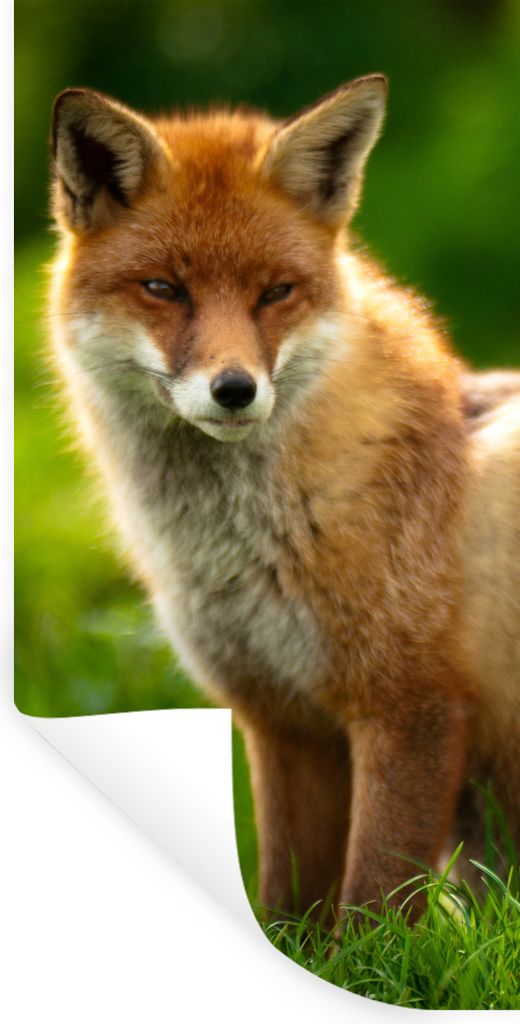 MuchoWow Wandtattoo Wandsticker Wandaufkleber Fuchs - Licht - Gras 20x40 cm Selbstklebend und Repositionierbar - Selbstklebend - Fototapeten