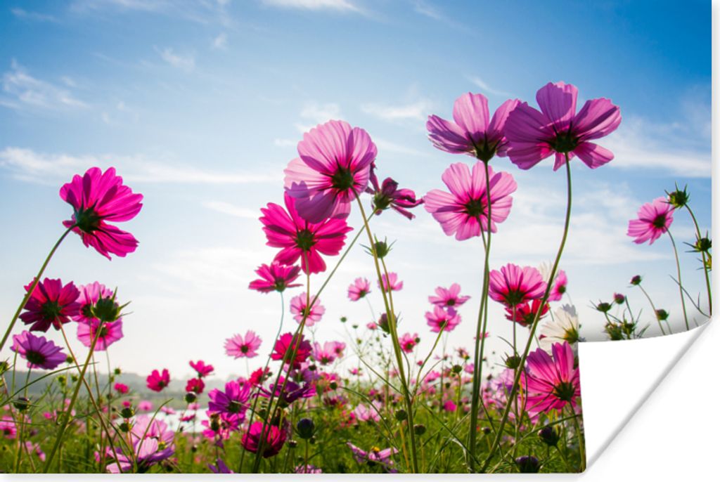 MuchoWow Poster Blumen - Rosa - Cosmea 120x80 cm - Bilder