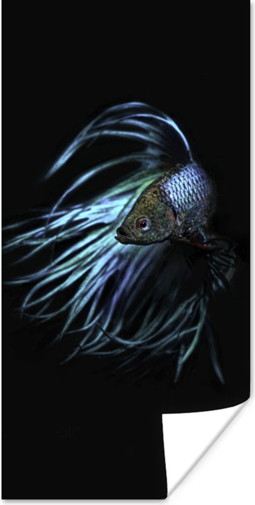 MuchoWow Poster Fische - Meerestiere - Blau - Schwarz 80x160 cm