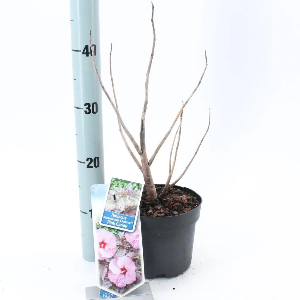 Hibiscus de jardin pour terrasse et balcon - Carousel Pink Candy Rose