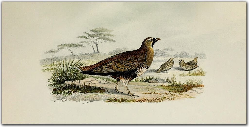 Coloray Bild aus Acryl 100 cm x 50 cm - Wohnzimmer Acrylblock mit Bild Wanddekoration Gehärtetes Acryl Dekoration Küche - Vögel Tierwelt