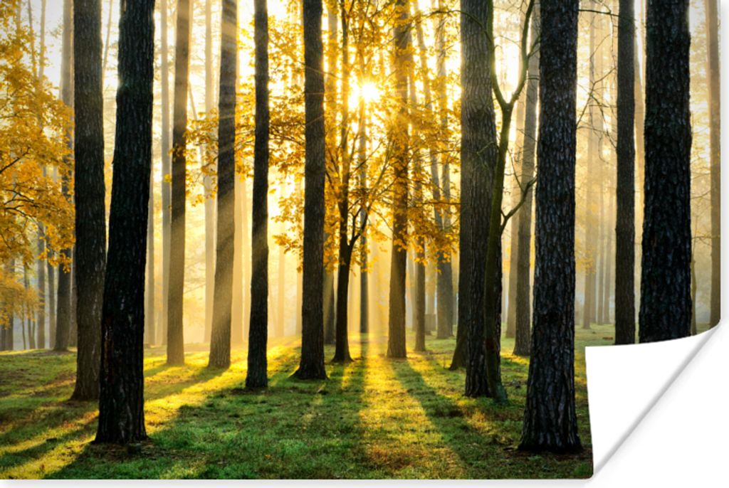 MuchoWow Poster Wald - Sonne - Bäume - Gras - Landschaft - Natur 120x80 cm - Bilder