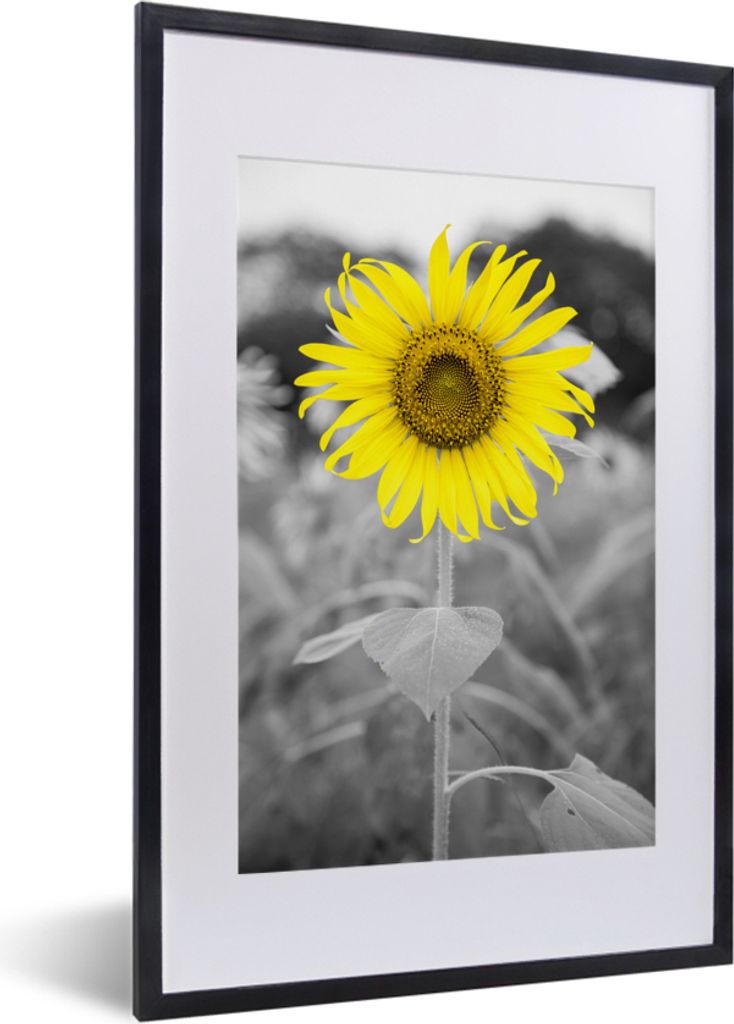 MuchoWow MuchoWow Gerahmtes Poster Blumen - Sonnenblume - Gelb - Schwarz - Weiß 40x60 cm - Poster mit zchwarzem Bilderrahmen - Poster in Rahmen
