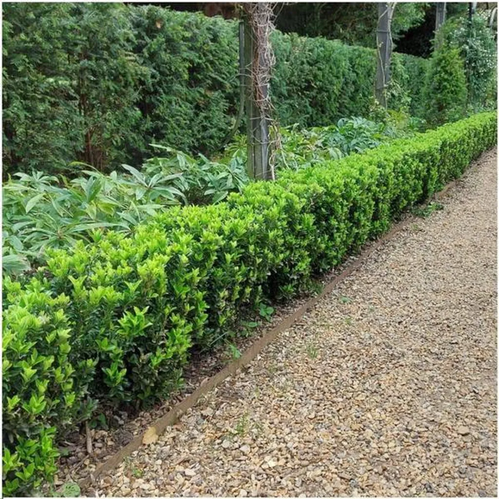 Euonymus Green Spire résistant - Haie persistante et dense 6 plants