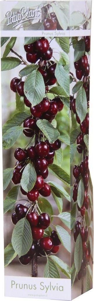Säulenobst Kirsche ‘Sylvia’ – Prunus avium – kompakte Produktbild 