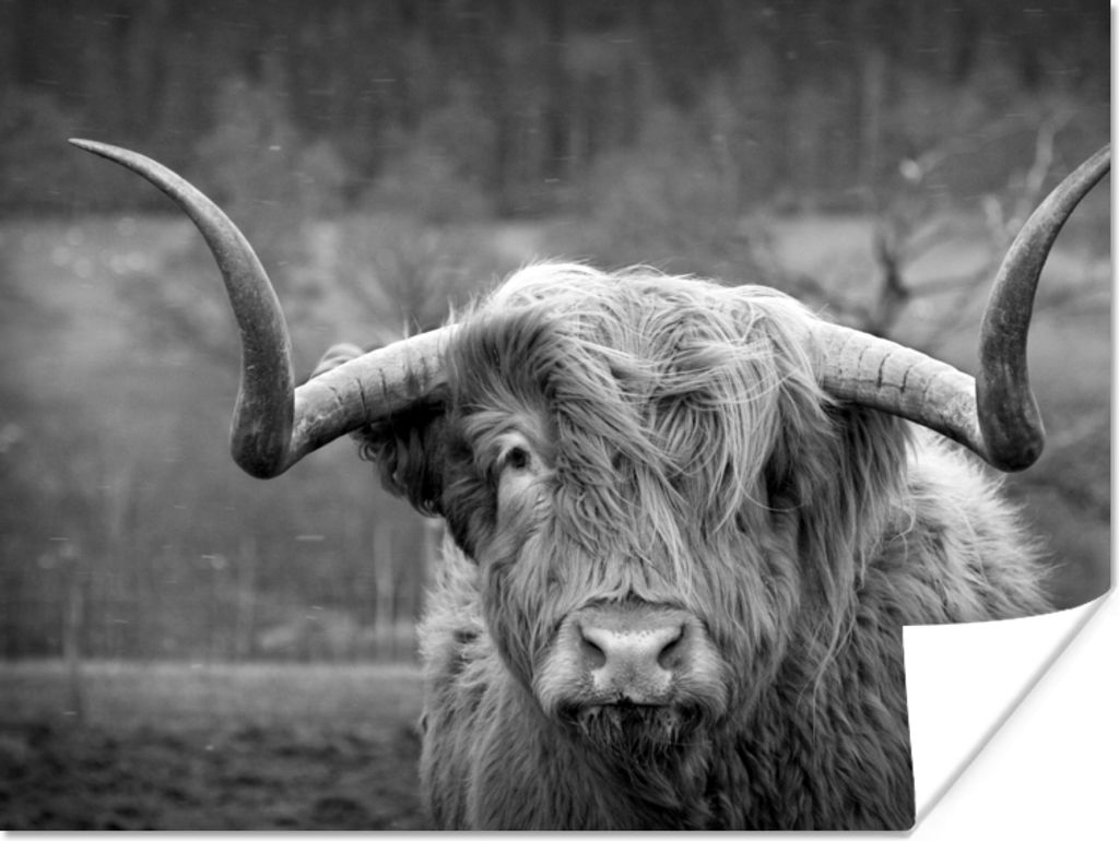 MuchoWow Poster Schottischer Highlander - Kuhkopf - Landschaft - Natur - Kuh 40x30 cm - Plakate für die Wände - Poster Wohnzimmer