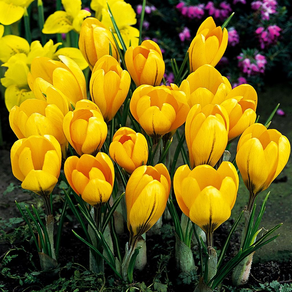 Bulbes à fleurs Bulbes Crocus Crocus à grandes fleurs Image du produit 