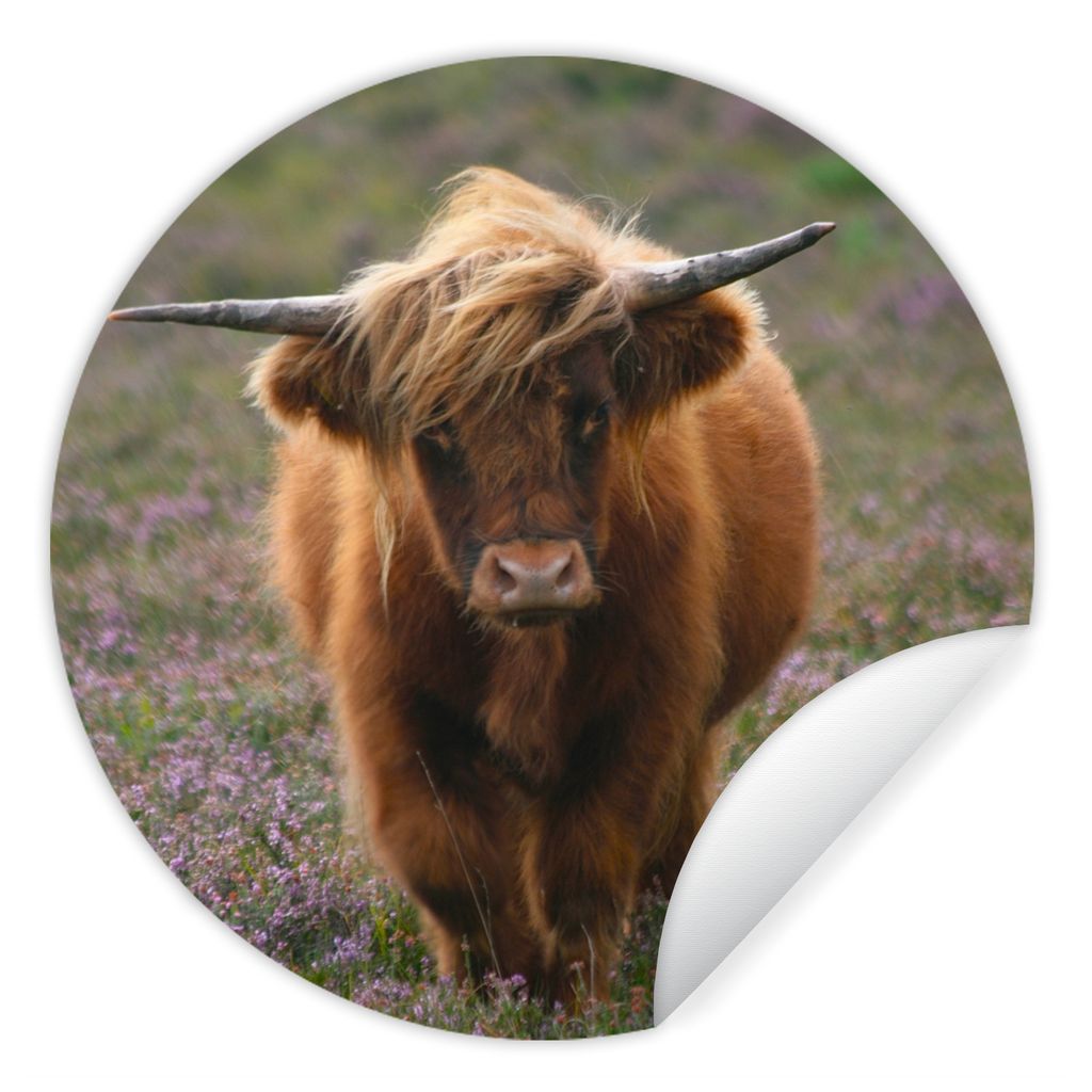 MuchoWow Runde Wandtattoo - Wandsticker Tapete Aufkleber Schottische Hochlandbewohner - Heidelandschaft - Tiere Ø 100 cm Selbstklebend und Repos...