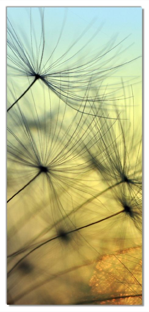 Wallario selbstklebende Türtapete 93 x 205 cm mit Schutzlaminat - Samen der Pusteblume in Nahaufnahme vor blauem Himmel