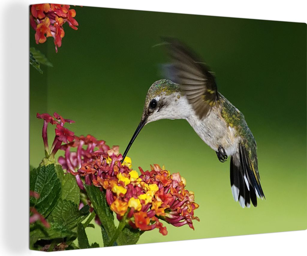 OneMillionCanvasses - Leinwandbilder - 140x90 cm, Kolibri - Blume - Vogel, Wandbilder Kunstdruck Wanddekoration - Foto auf Leinwand - Gemälde au...