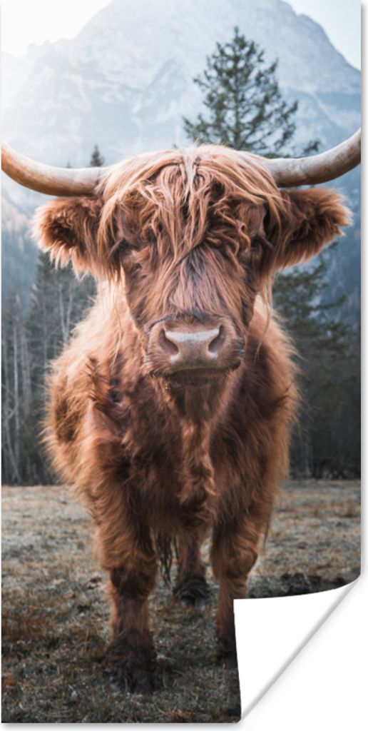 MuchoWow Poster Schottischer Hochländer - Kuh - Tiere - Berg - Natur 75x150 cm - Dekoration für die Wände