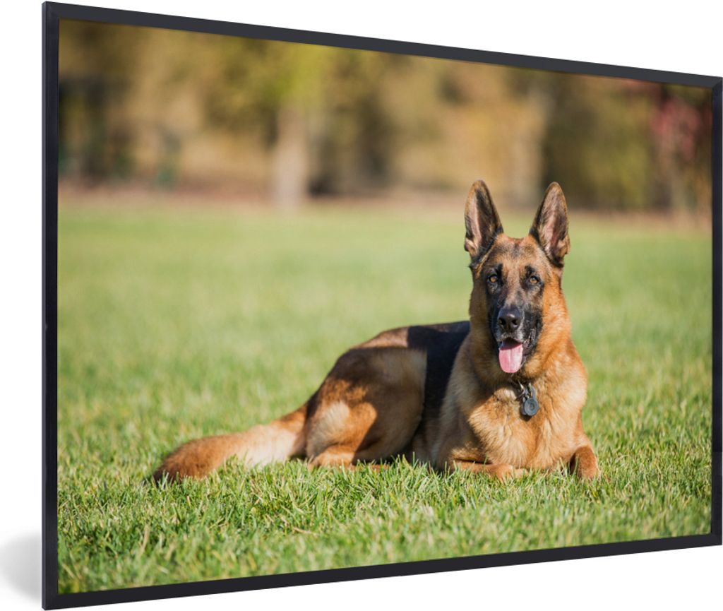 MuchoWow MuchoWow Gerahmtes Poster Deutscher Schäferhund im Gras liegend 60x40 cm - Poster mit zchwarzem Bilderrahmen - Printing - Wanddeko Sc...