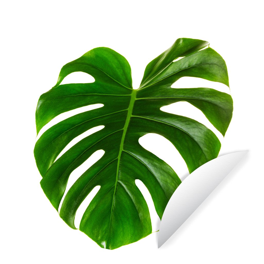 MuchoWow Runde Wandtattoo - Wandsticker Tapete Aufkleber Großes botanisches Blatt auf weißem Hintergrund Ø 100 cm Selbstklebend und Reposition...