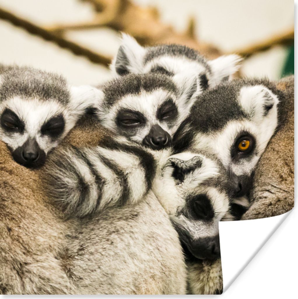 MuchoWow Poster Affen - Tiere - Ringelschwanzlemuren 50x50 cm - Wohnzimmerdekoration