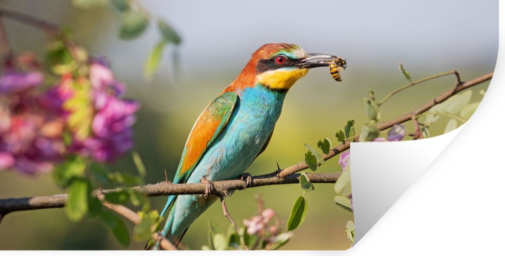 MuchoWow Wandtattoo Wandsticker Wandaufkleber Vogel - Bienenfresser - Blumen 80x40 cm Selbstklebend und Repositionierbar - Aufkleber