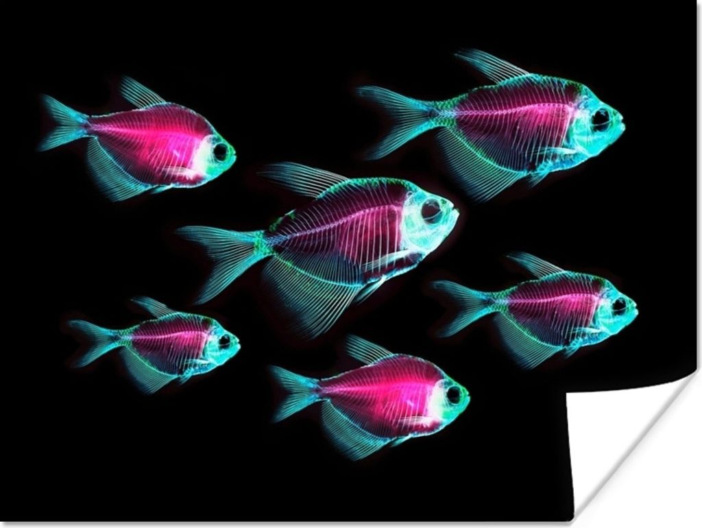 MuchoWow Poster Fisch - Lila - Blau 160x120 cm - Foto Plakat