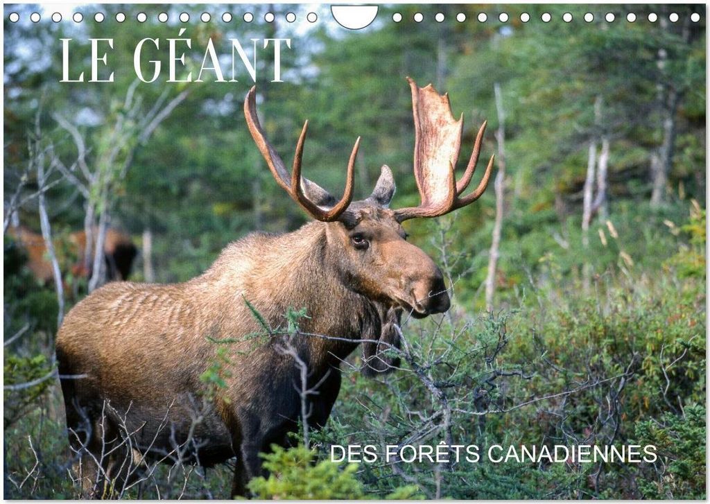 LE GÉANT DES FORÊTS CANADIENNES (Calendrier mural 2026 DIN A4 vertical), CALVENDO calendrier mensuel