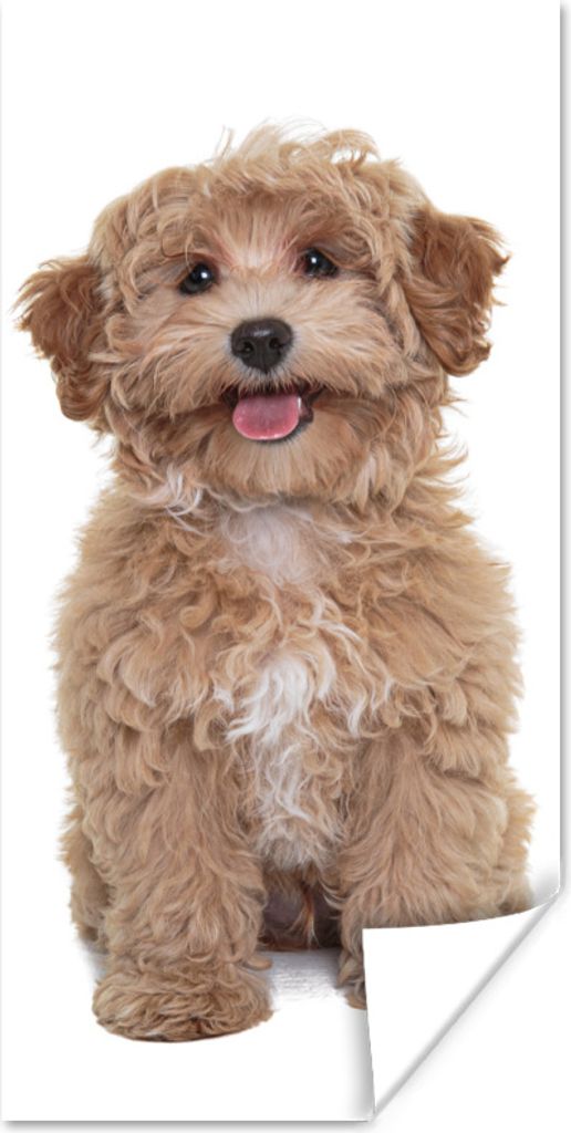 MuchoWow Poster Hund - Haustiere - Fell 20x40 cm - Plakat - Foto