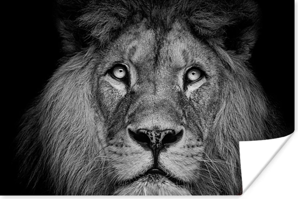 MuchoWow Poster Löwe - Porträt - Schwarz - Weiß 180x120 cm - Fotoplakat